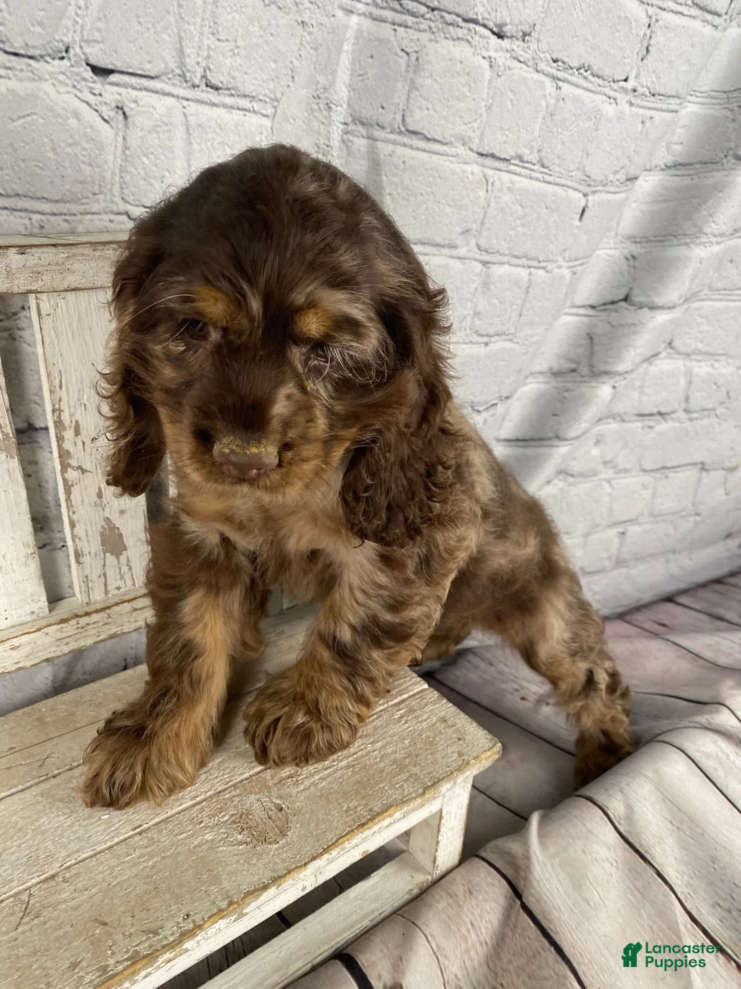 Cocker Spaniel dogs for sale: Pebbles - Ad 2