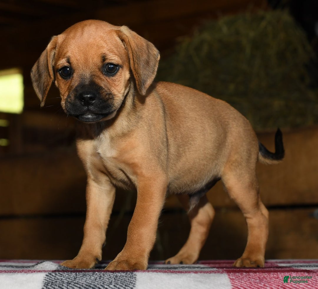 Puggle dogs for sale: Nick - Image 3