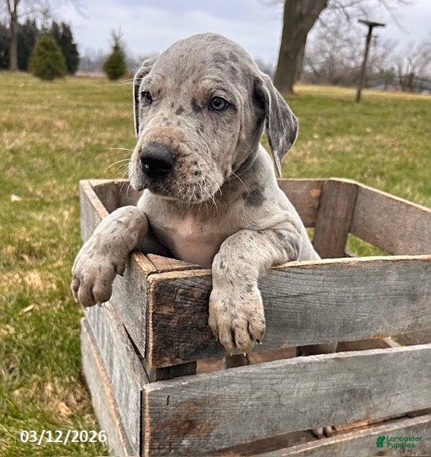 Great Dane dogs Theodore - Ad 2