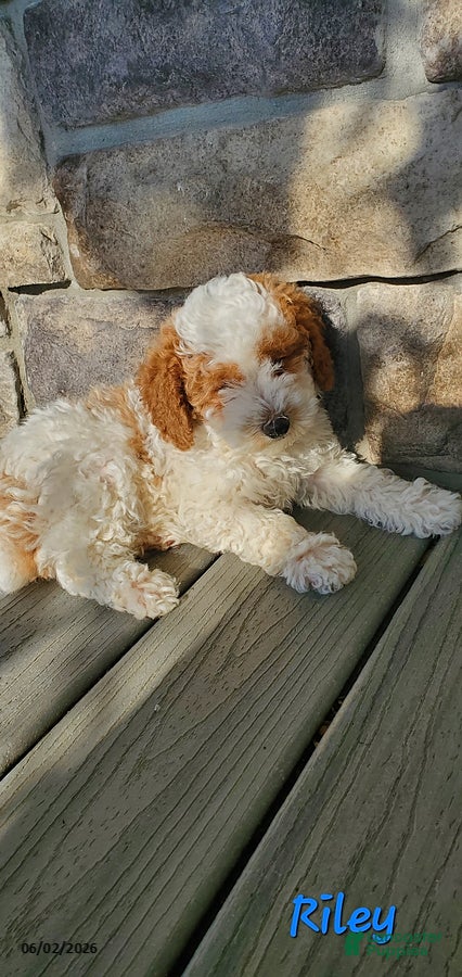 Toy Poodle dogs for sale: Riley - Ad 5
