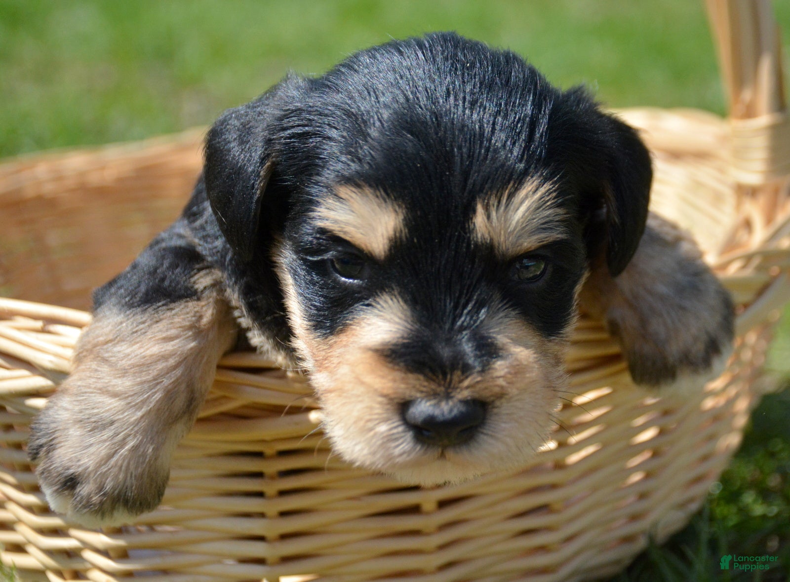 Miniature Schnauzer dogs Miniature Schnauzer Missy - Ad 30