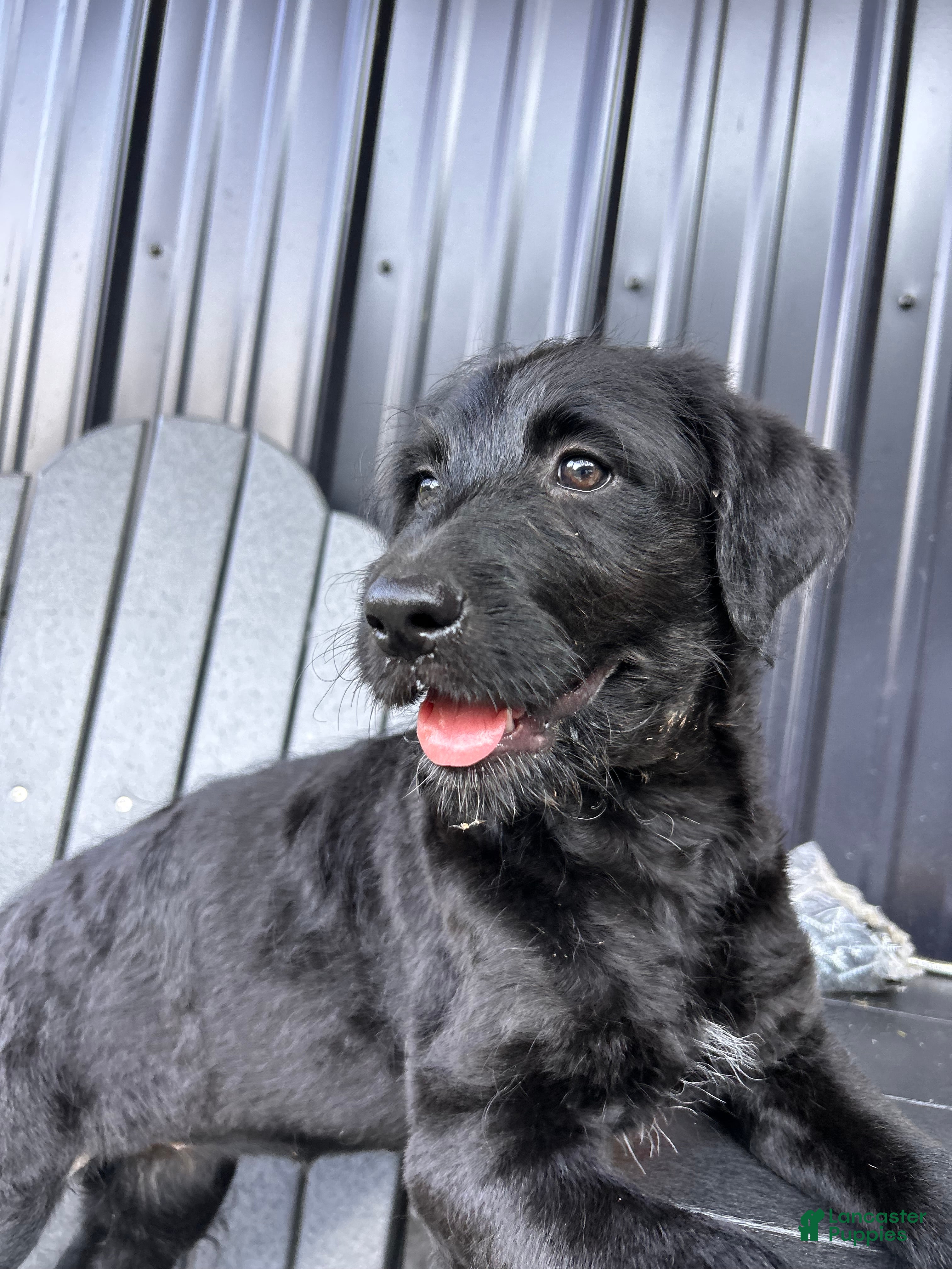 Mixed Breed dogs Misty  - Ad 2