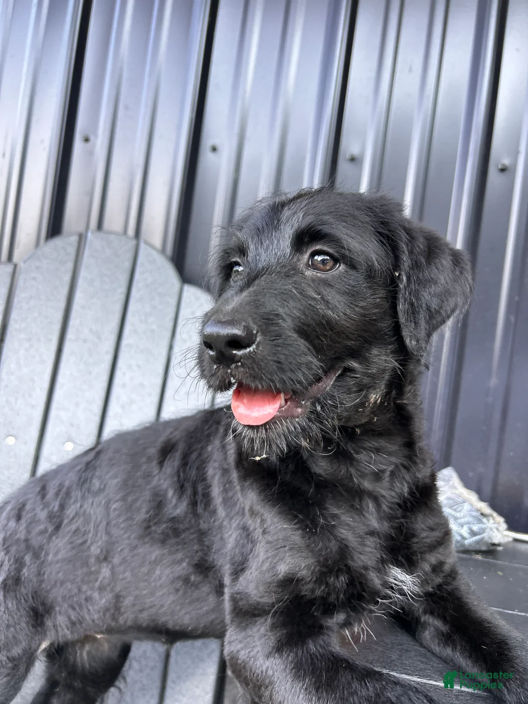 Mixed Breed dogs for sale: Misty  - Ad 2