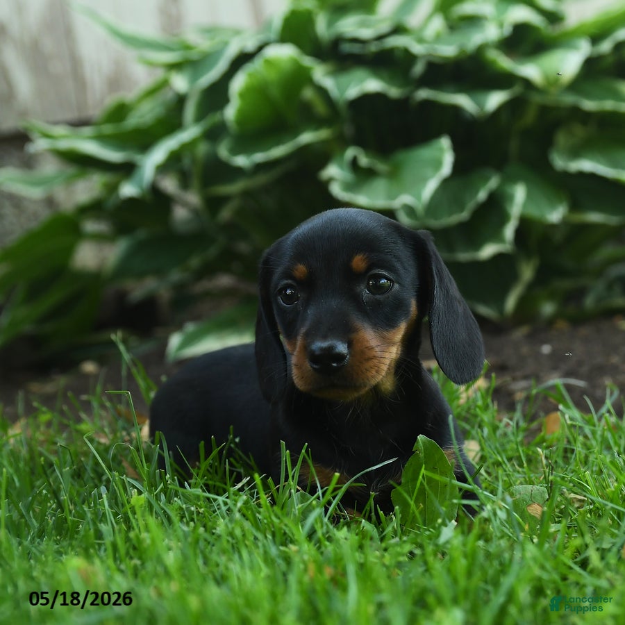 Miniature Dachshund dogs for sale: Florence - Ad 2