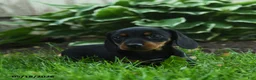 Miniature Dachshund dogs for sale: Florence - Ad 1