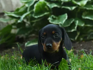 Miniature Dachshund dogs for sale: Florence - Ad 2