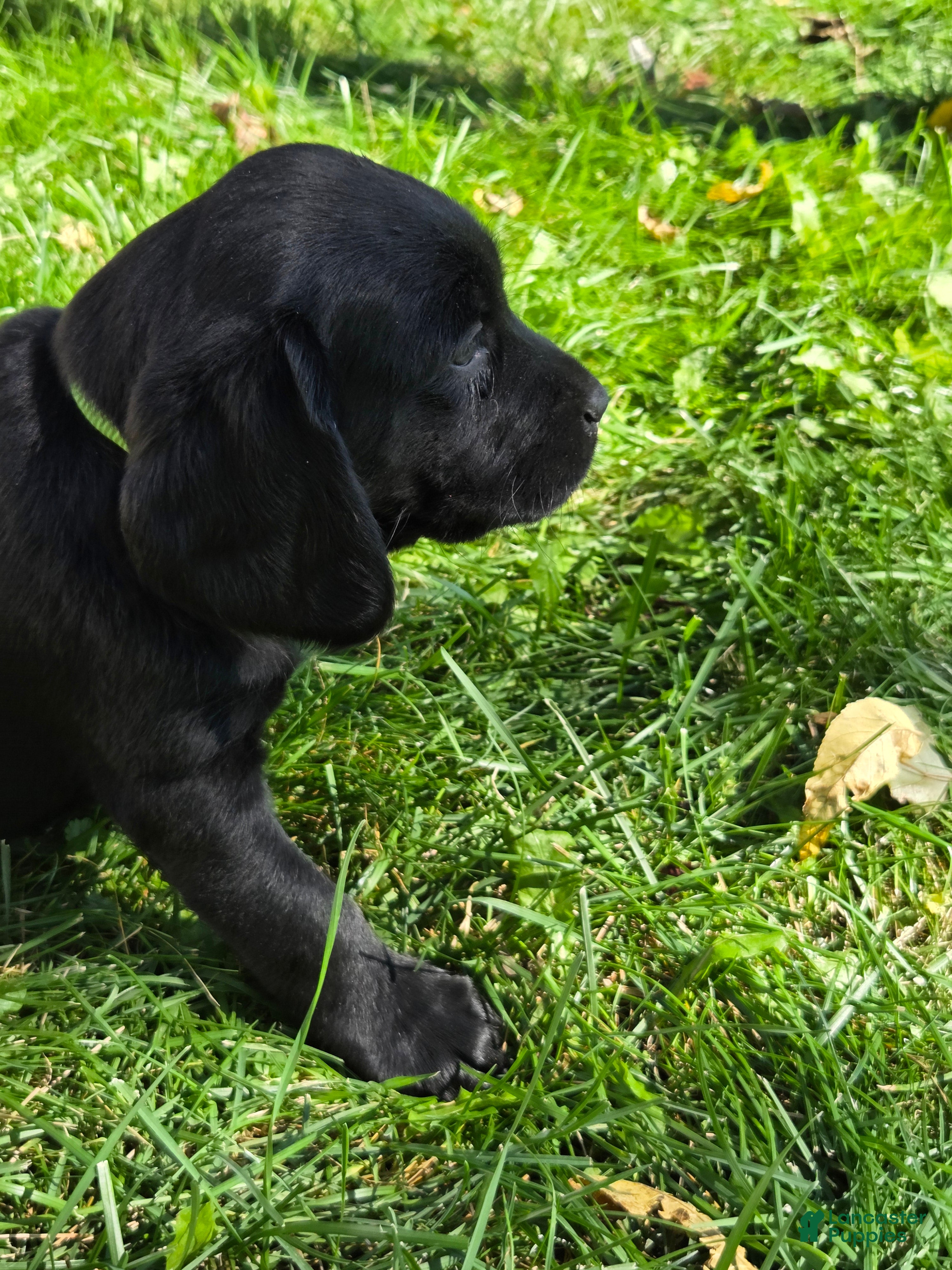 Mixed Breed dogs for sale: Mixed Breed 8 - Ad 1