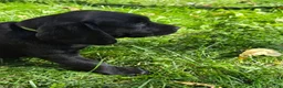 Mixed Breed dogs for sale: Mixed Breed 8 - Ad 1
