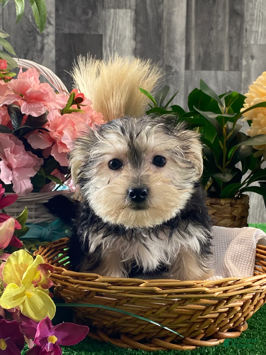 Morkie dogs for sale: Tulip - Ad 4