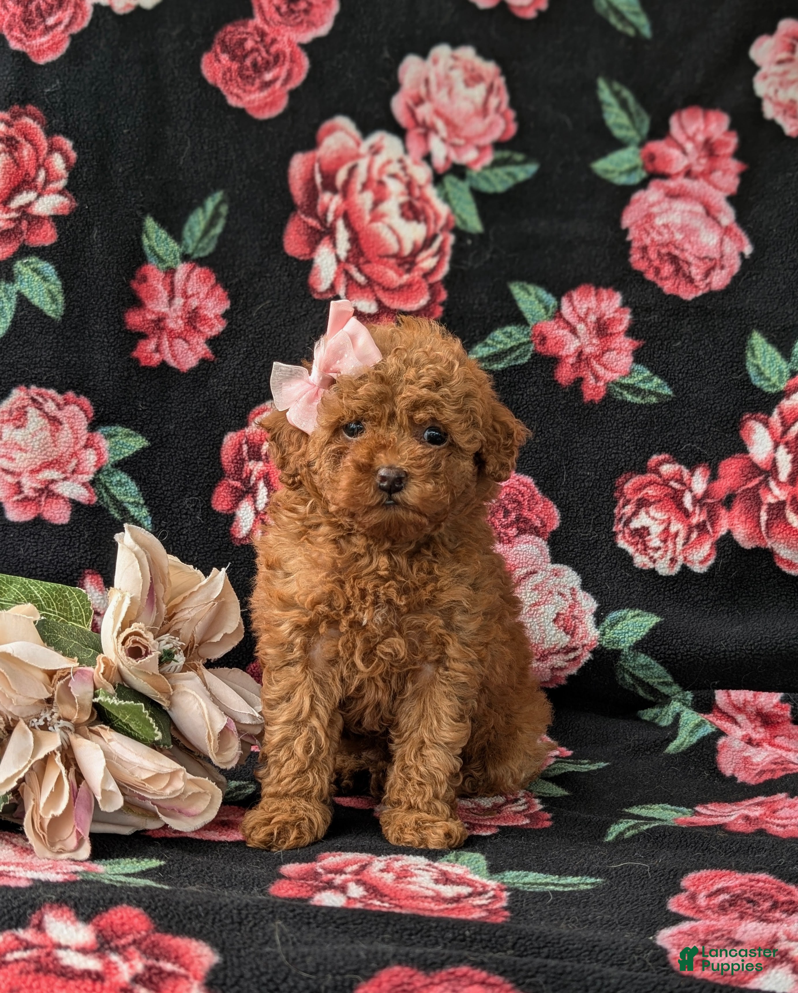 Miniature Poodle dogs for sale: Shena AKC Registered - Ad 1