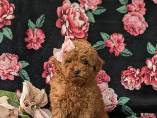 Miniature Poodle dogs for sale: Shena AKC Registered - Ad 1