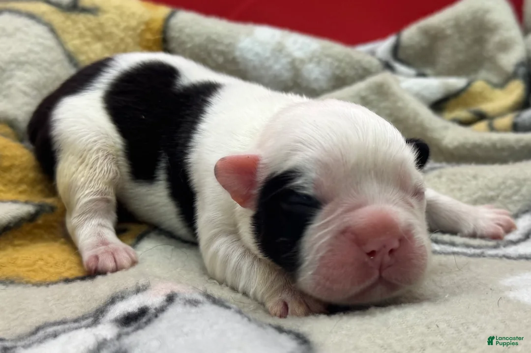 French Bulldog dogs for sale: Full Fluffy Pied  - Ad 1