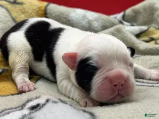 French Bulldog dogs Full Fluffy Pied - Ad 1