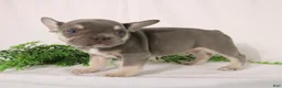 French Bulldog dogs for sale: Lacey - Ad 11