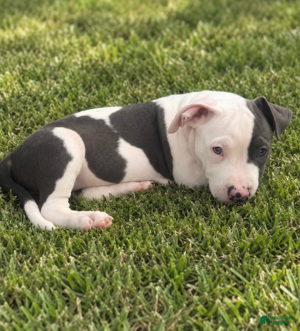 American Pit Bull Terrier dogs Tiny - Ad 3