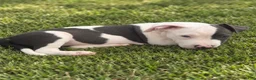 American Pit Bull Terrier dogs for sale: Tiny - Ad 1
