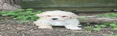 Maltipoo 4