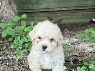 Maltipoo dogs Maltipoo 4 - Ad 8