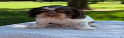 Cocker Spaniel dogs for sale: Bruno - Ad 5