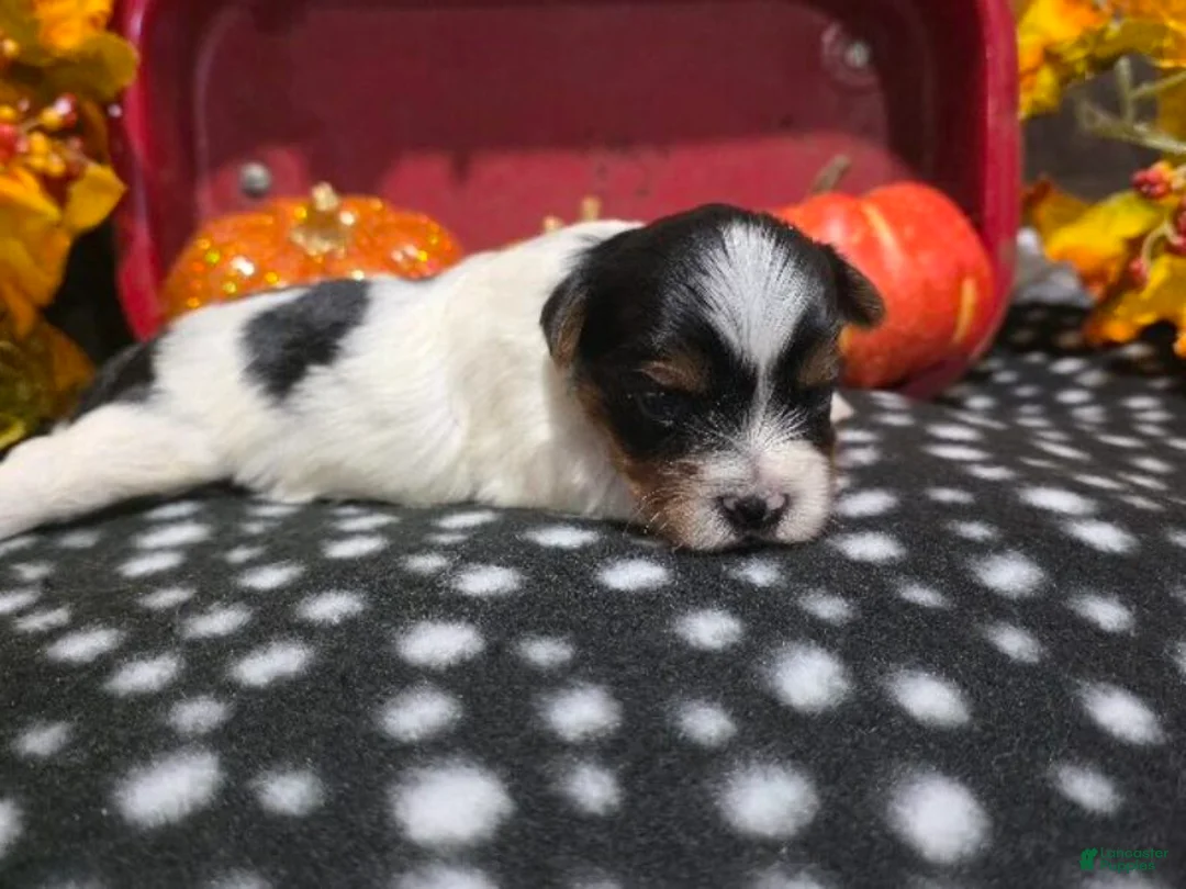 Biewer Terrier dogs for sale: Charlie - Ad 1