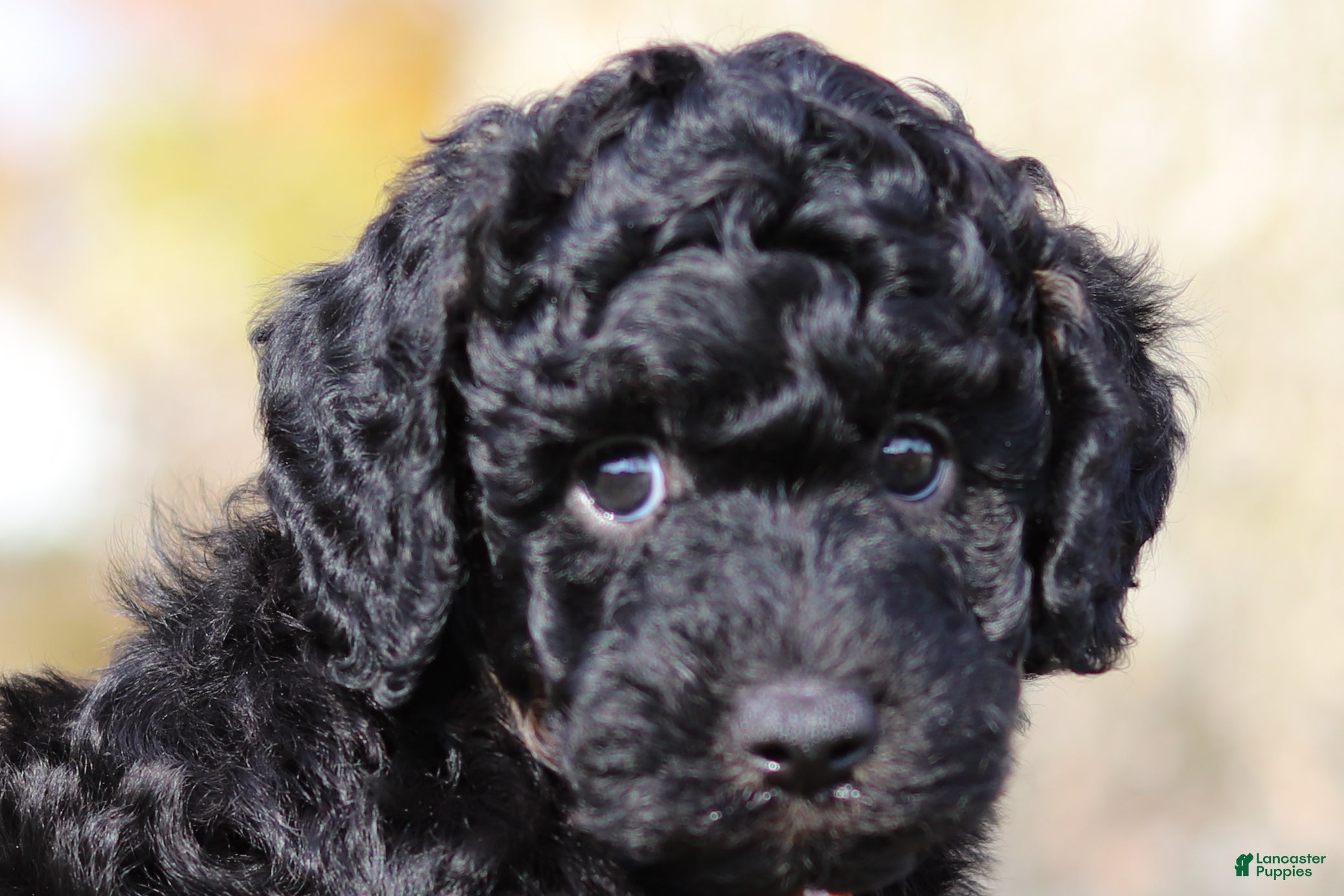 Miniature Poodle dogs for sale: Jared (AKC) - Ad 1