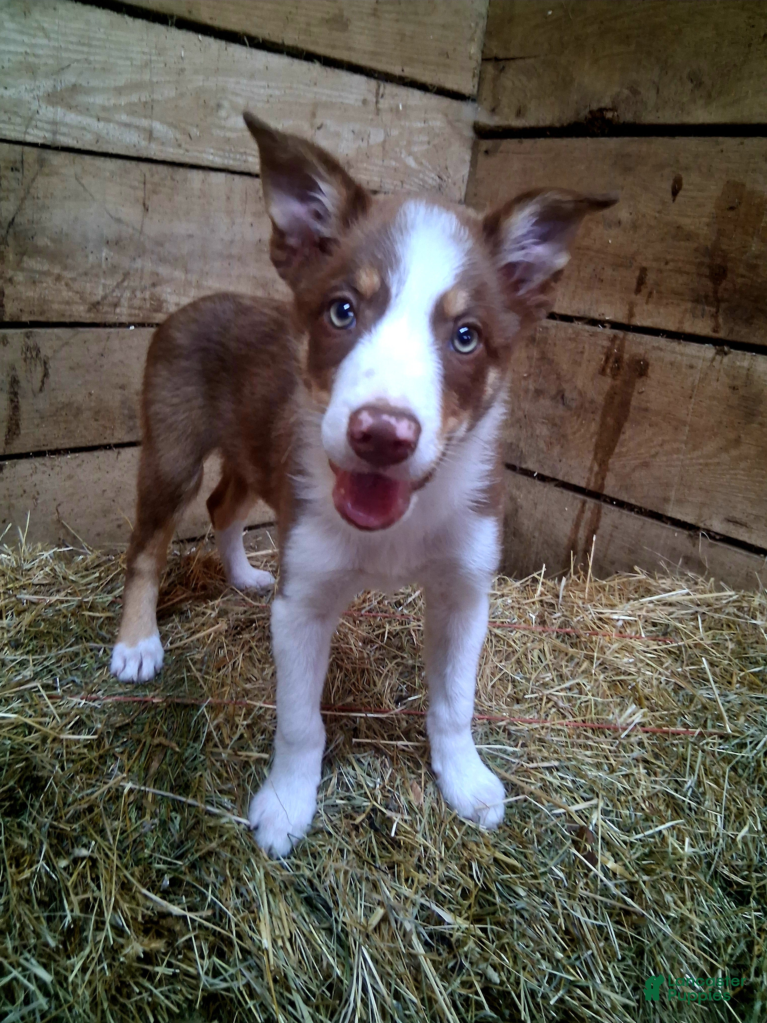 Border Collie dogs Border Collie 3 - Ad 1