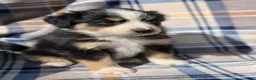 Australian Shepherd dogs for sale: Lila - Ad 2