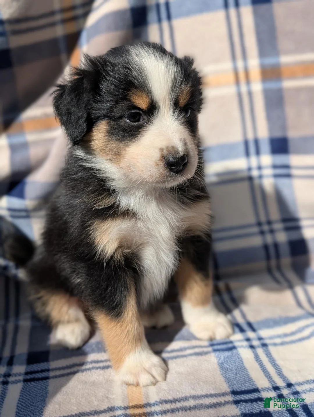 Australian Shepherd dogs for sale: Lila - Ad 2