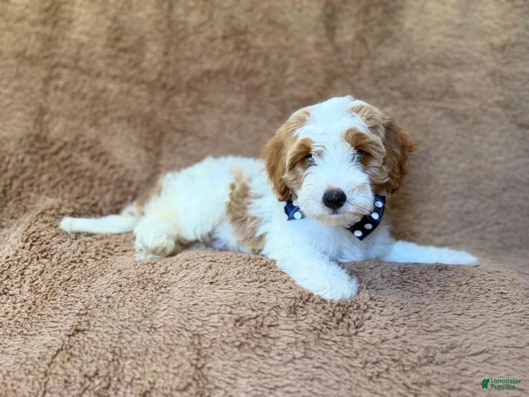 Cavapoo dogs for sale: Shadow - Ad 1