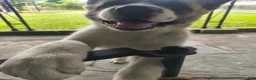 Akita dogs for sale: Akita 1 - Ad 1