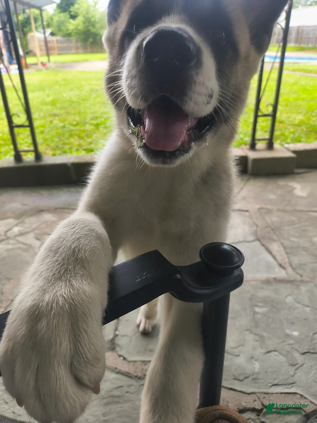 Akita dogs for sale: Akita 1 - Ad 1
