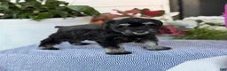 Miniature Schnauzer dogs for sale: Lorri - Ad 6