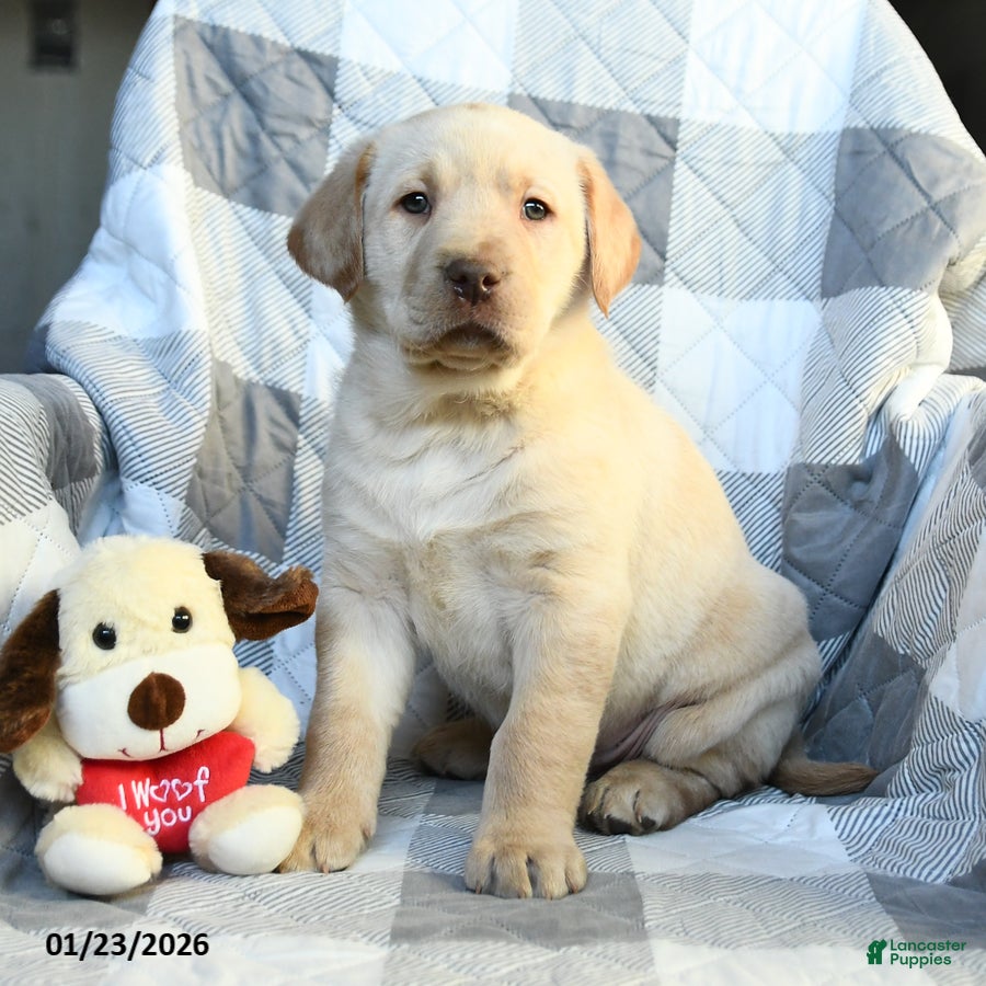 Labrador Retriever dogs Paul - Ad 2