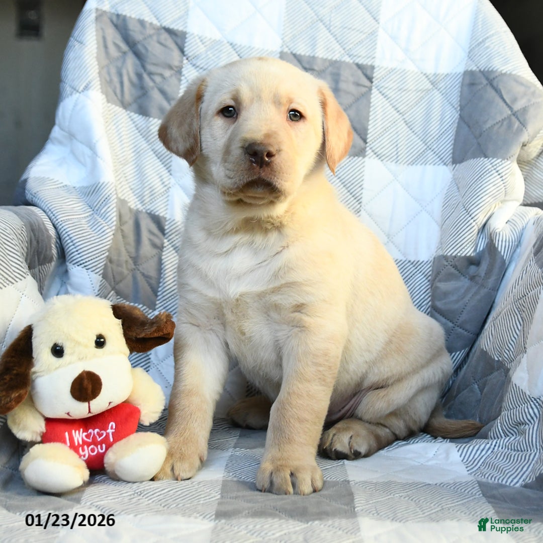 Labrador Retriever dogs for sale: Paul - Ad 2