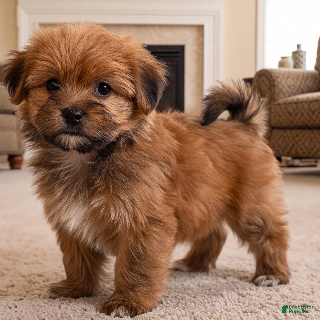 Morkie dogs Jake - Ad 2