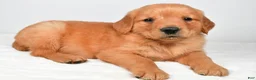 Golden Retriever dogs for sale: Rocky - Ad 1