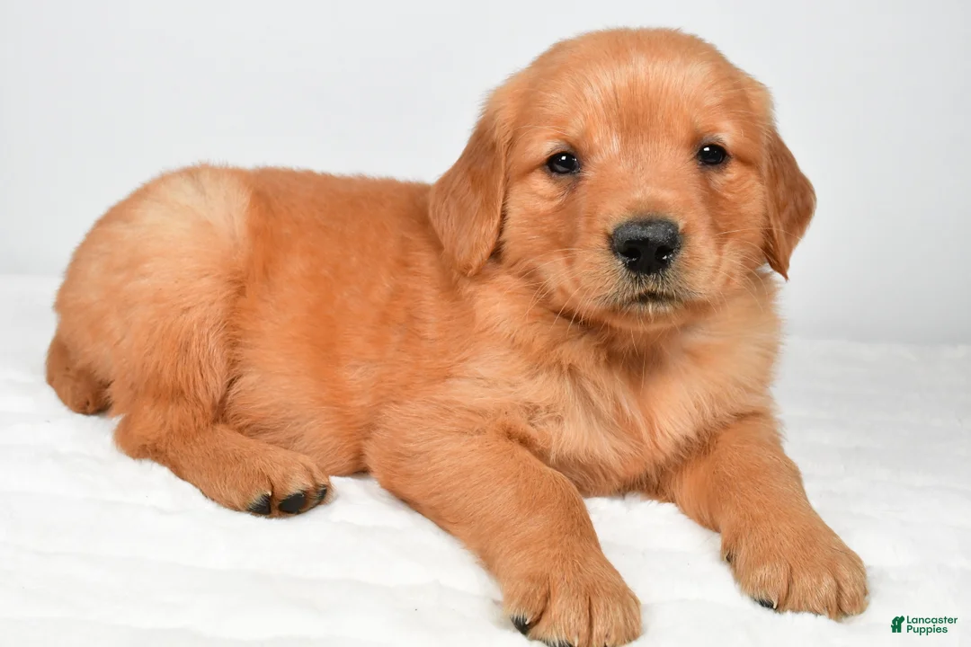 Golden Retriever dogs for sale: Rocky - Ad 1