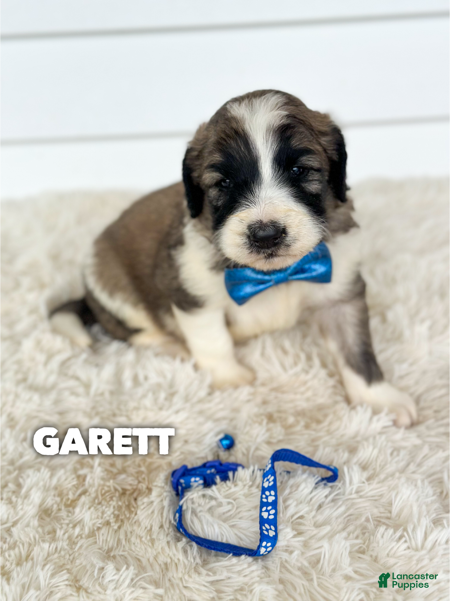 Garett (Saint Berdoodles, Male) in Columbia City, IN