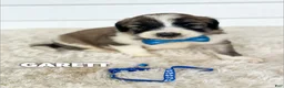 Saint Berdoodles dogs for sale: Garett - standard f1b - Ad 1