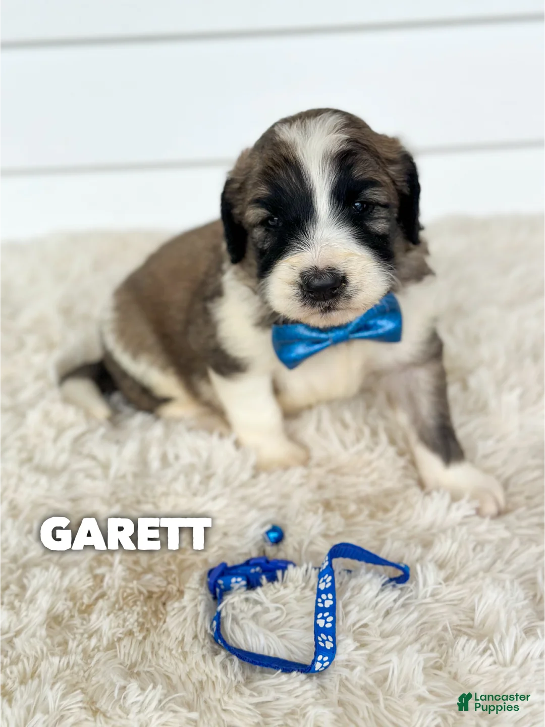 Saint Berdoodles dogs for sale: Garett - standard f1b - Ad 1