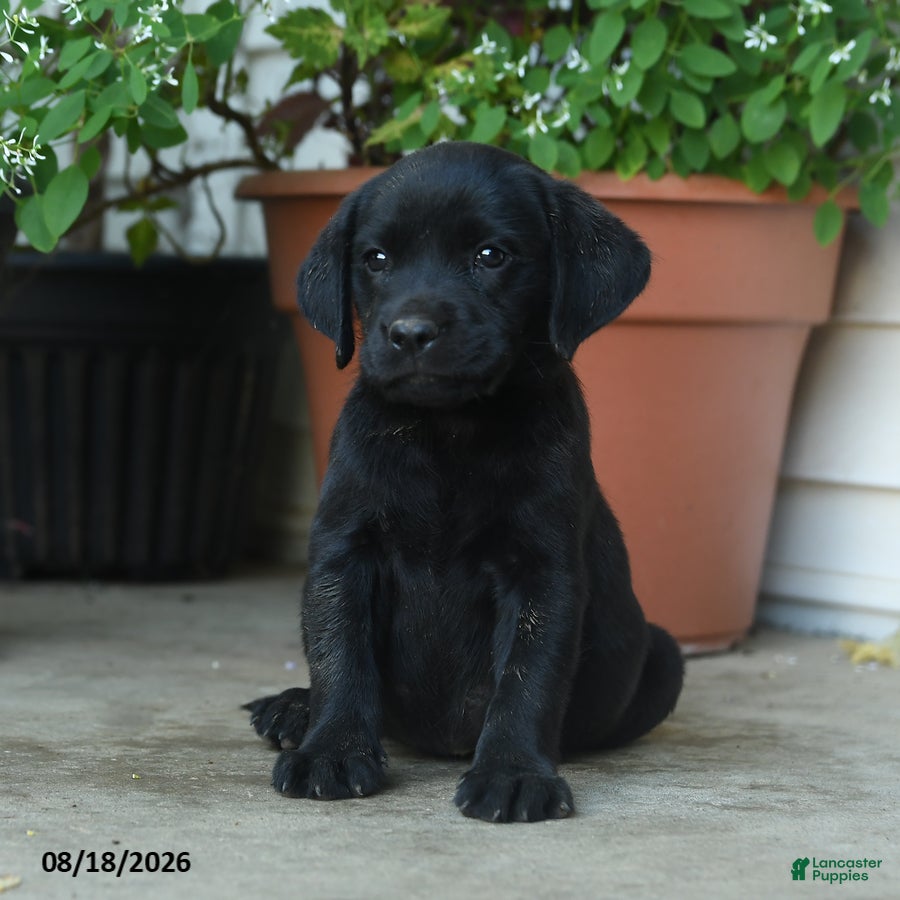 Labrador Retriever dogs Palmer - Ad 1