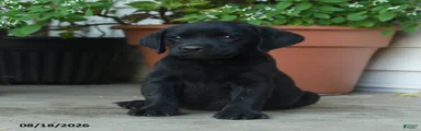 Palmer