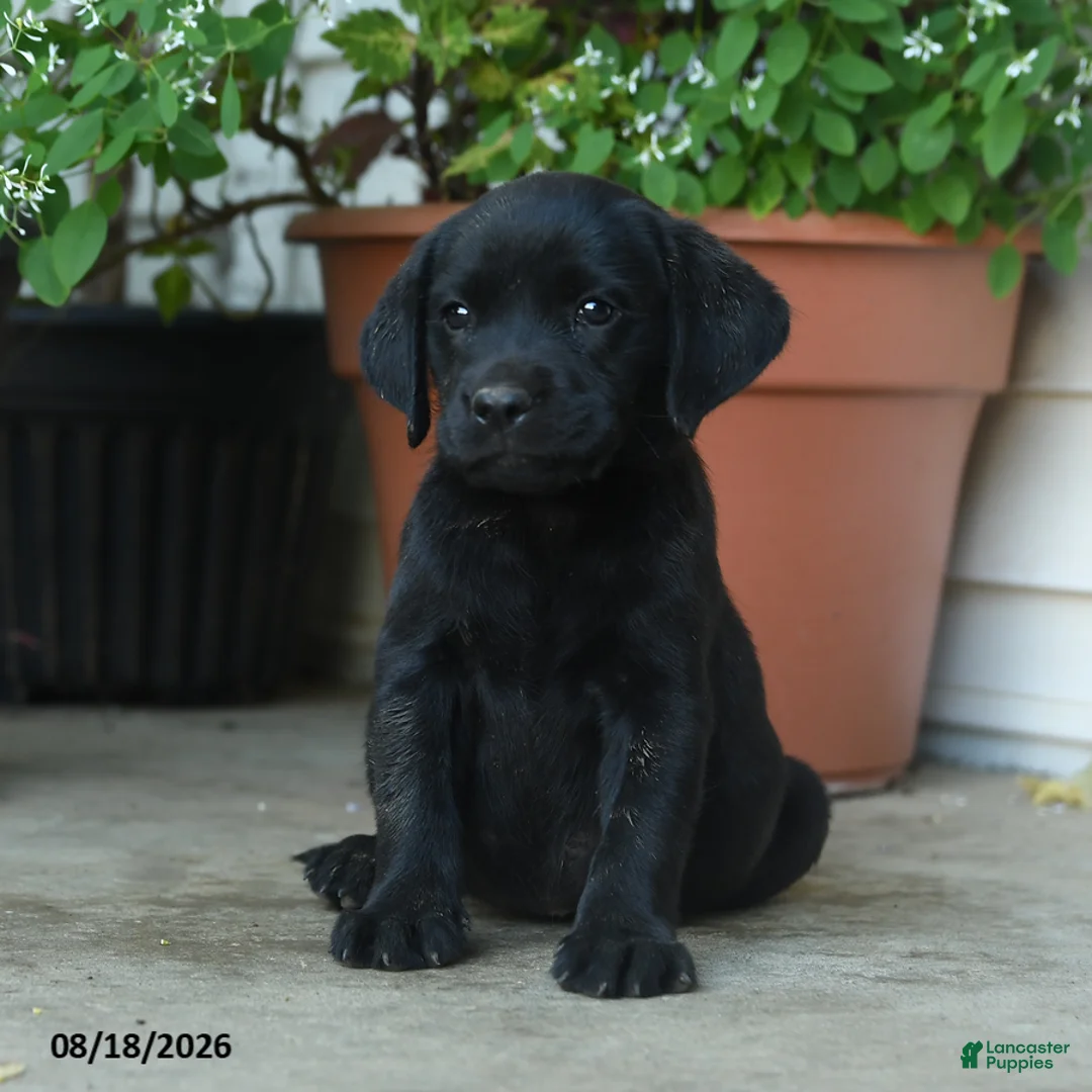 Labrador Retriever dogs for sale: Palmer - Ad 1