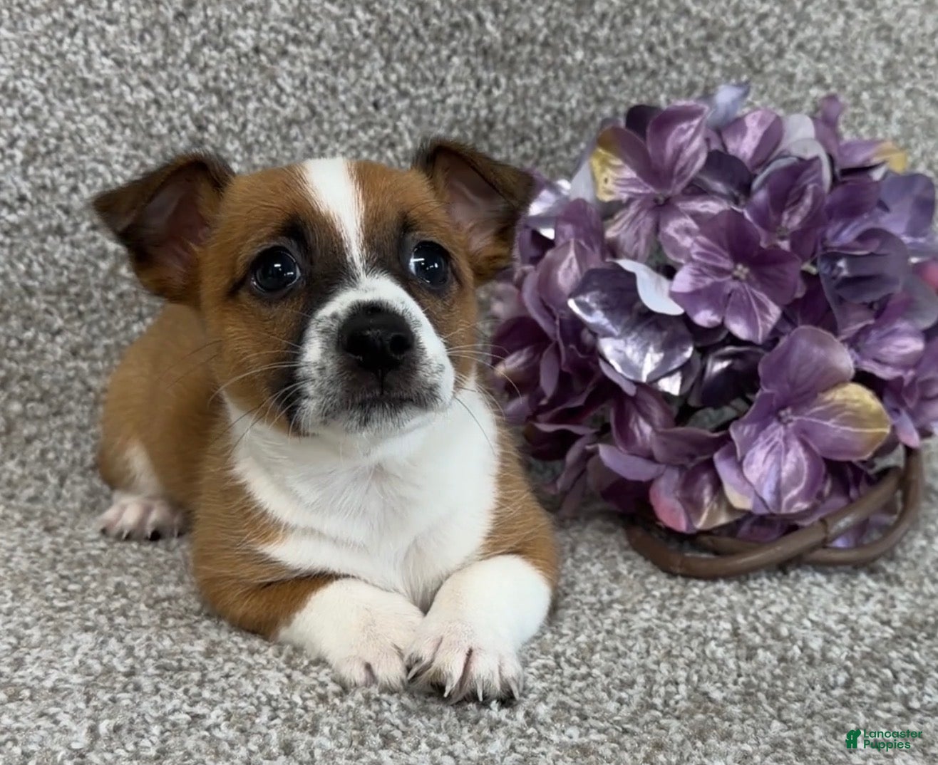 Jack Russell Terrier dogs Serenity - Ad 2