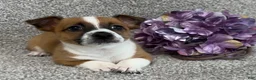 Jack Russell Terrier dogs for sale: Serenity - Ad 2