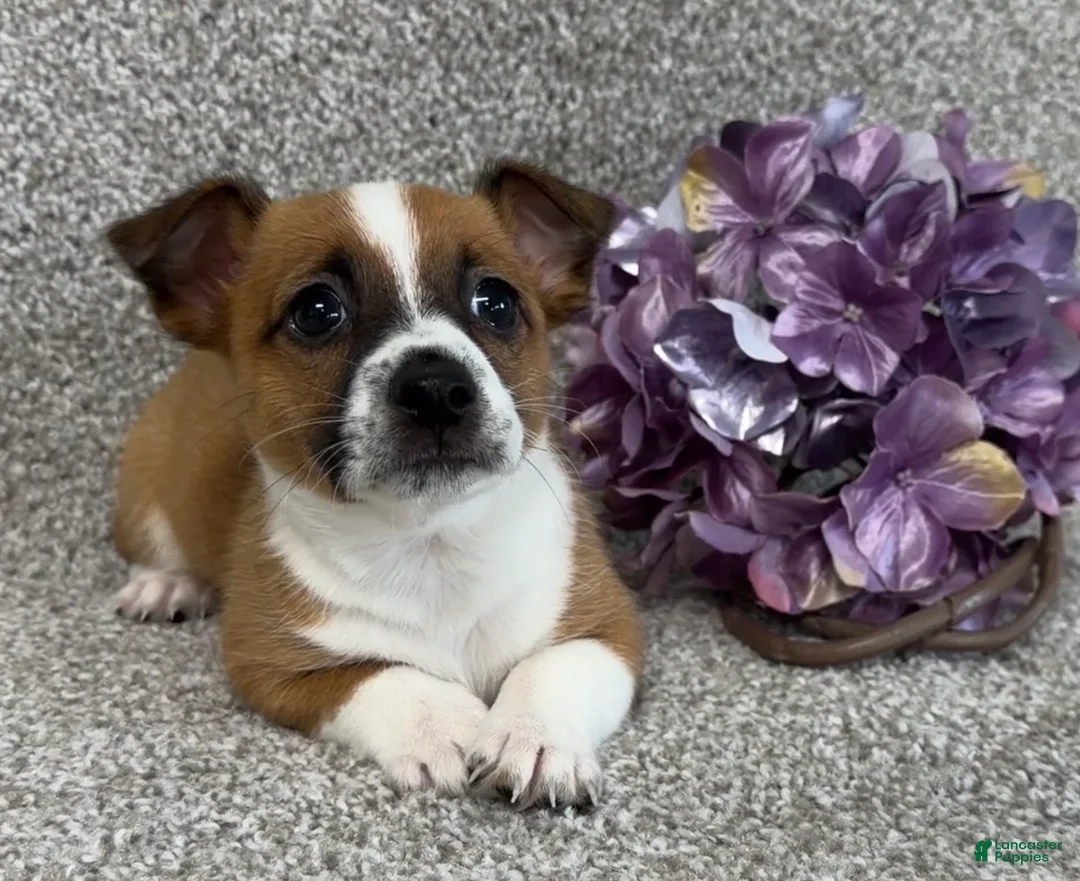 Jack Russell Terrier dogs for sale: Serenity - Ad 2