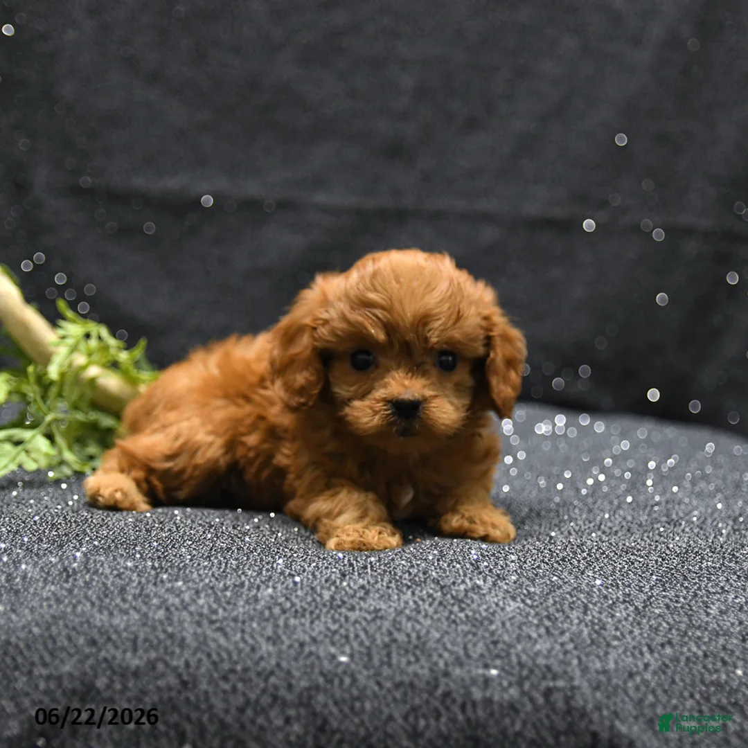 Cavapoo dogs for sale: Lucas - Ad 5