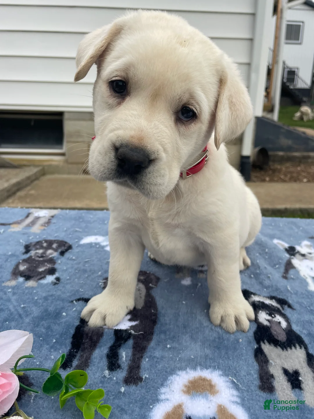 Labrador Retriever dogs for sale: Crystal - Ad 1