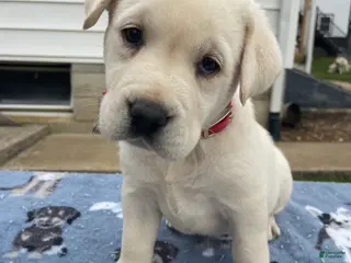 Labrador Retriever dogs Crystal - Ad 10