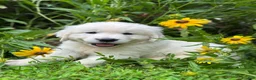 Golden Retriever dogs for sale: Golden Retriever 2 - Ad 5